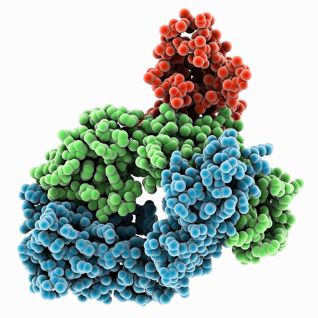 Coltuximab fab complex, molecular model