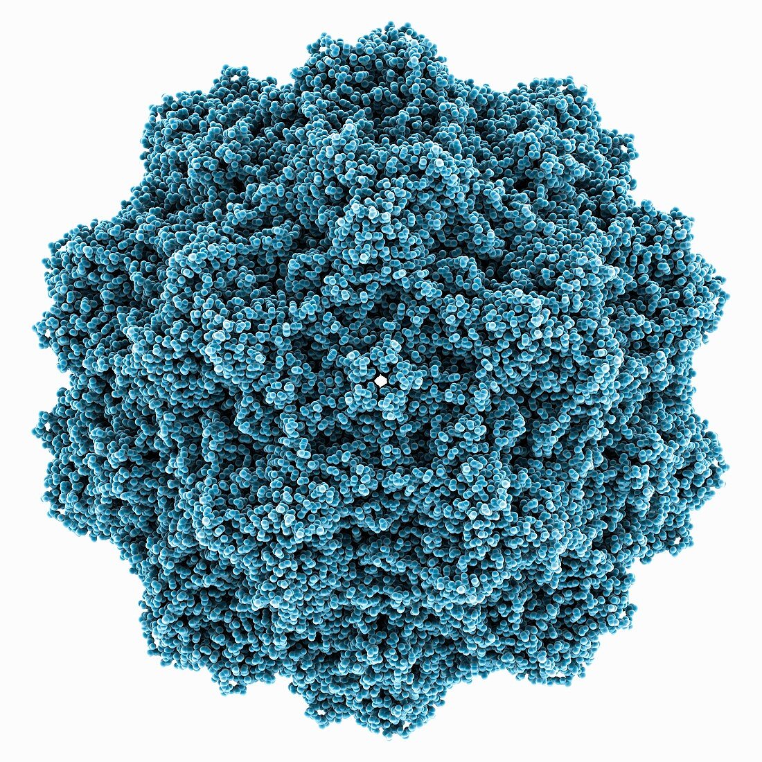 LuIII capsid protein, molecular model