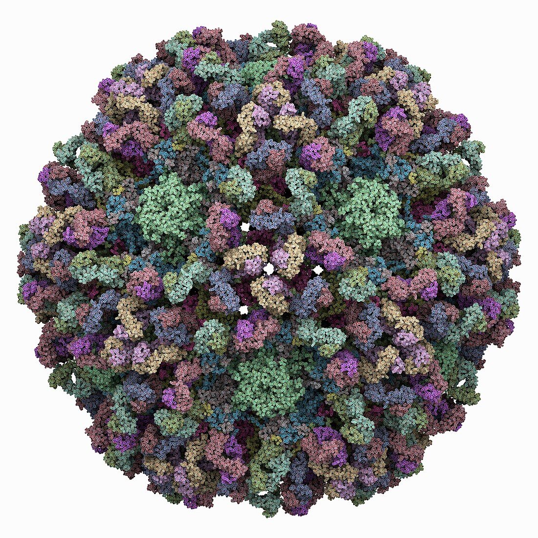 Human papillomavirus 16 capsid, molecular model