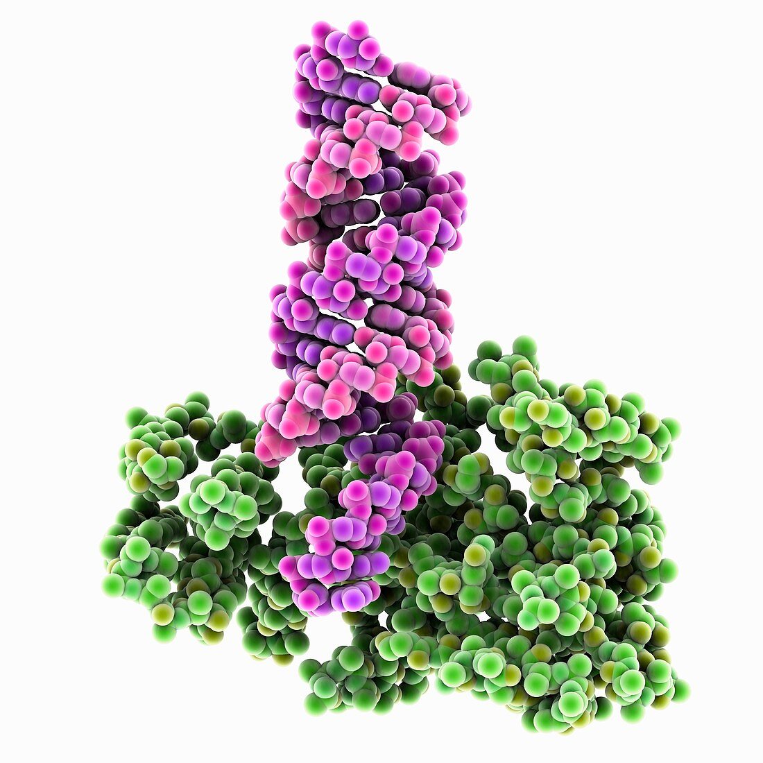 Dicer-dsRNA complex, molecular model