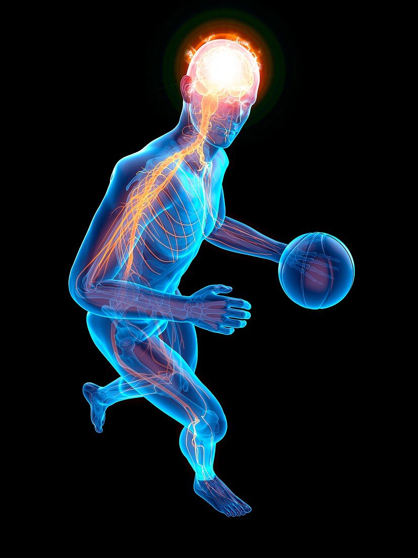 Person playing basketball, nervous system, illustration