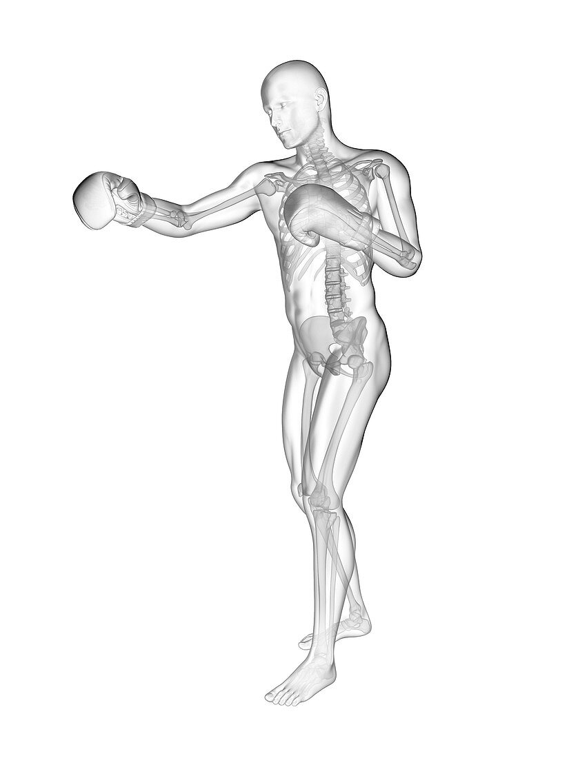 Boxer's skeletal structure, illustration