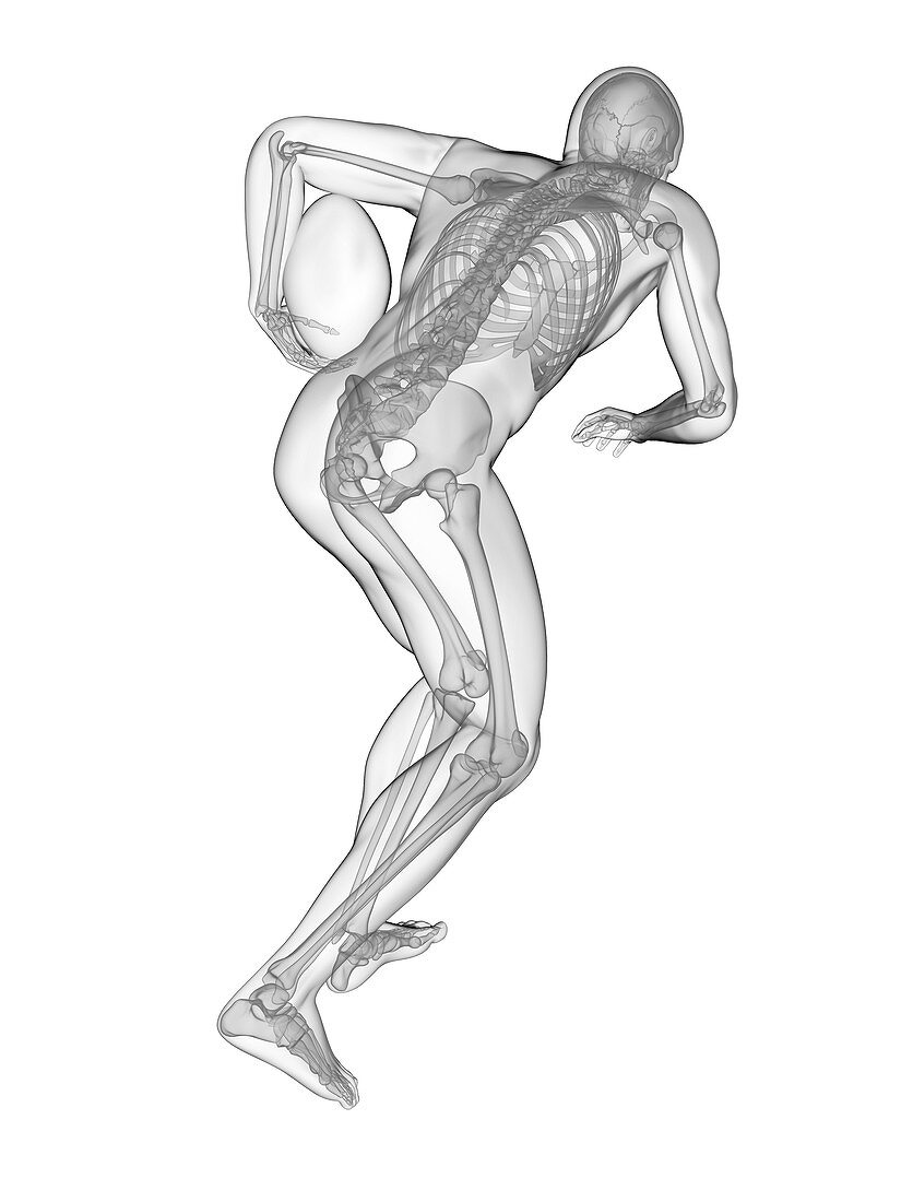 Rugby player's skeletal system, illustration