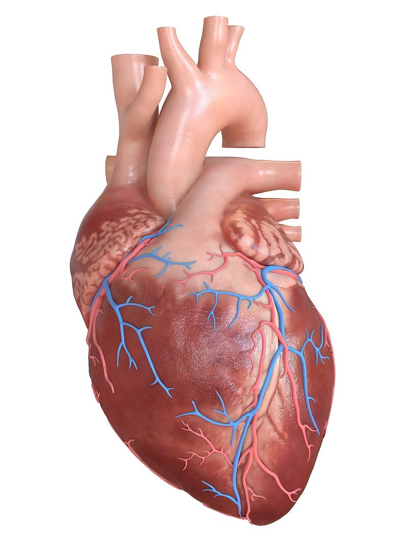 Human heart coronary veins, illustration