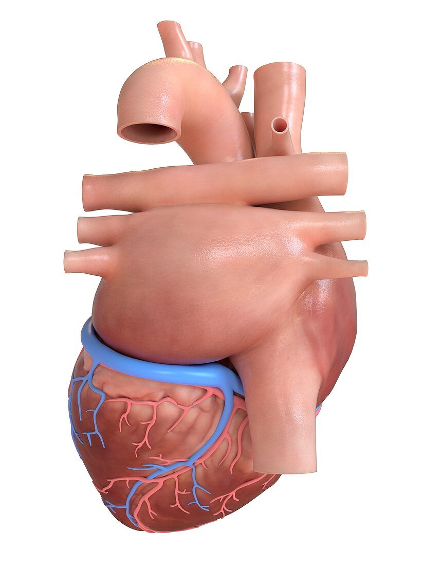 Human heart rear view, illustration