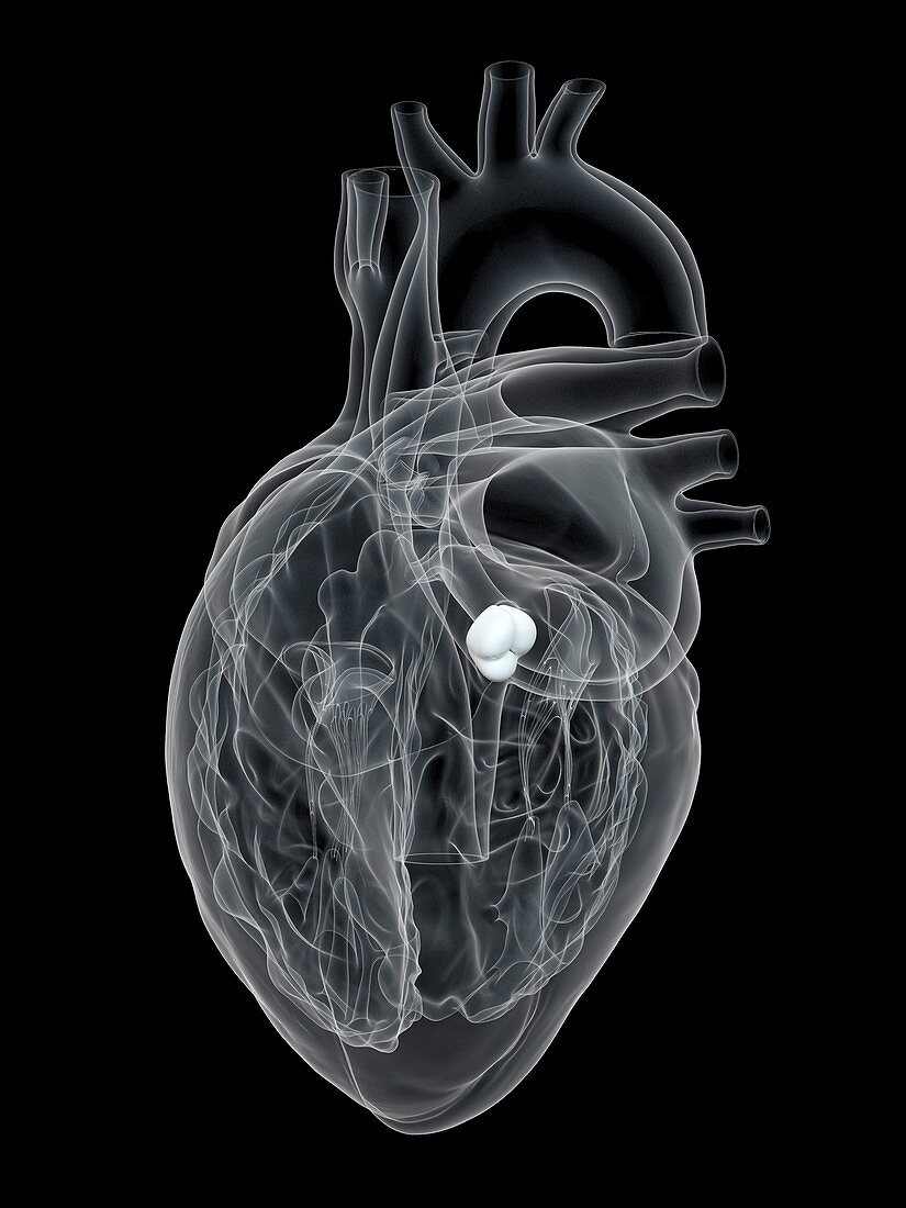 Human heart aortic valve, illustration