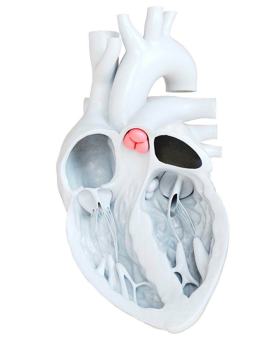 Human heart pulmonary valve, illustration
