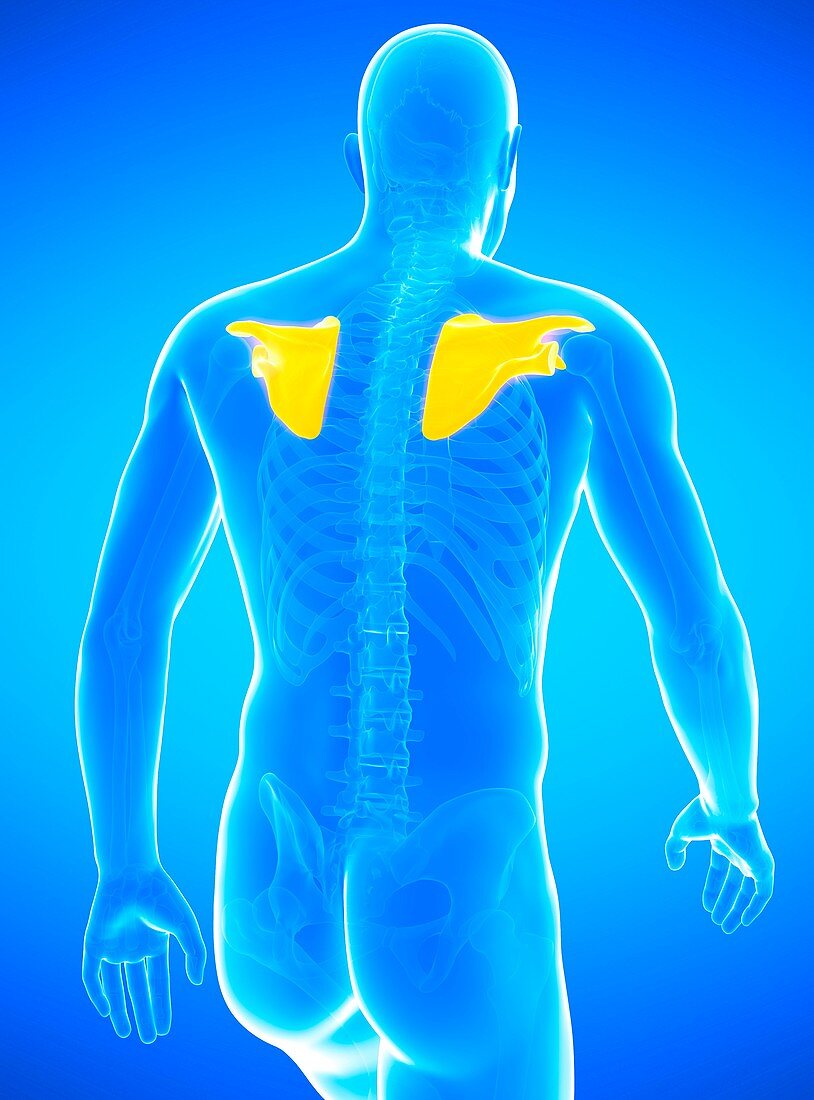 Human shoulder blades, illustration