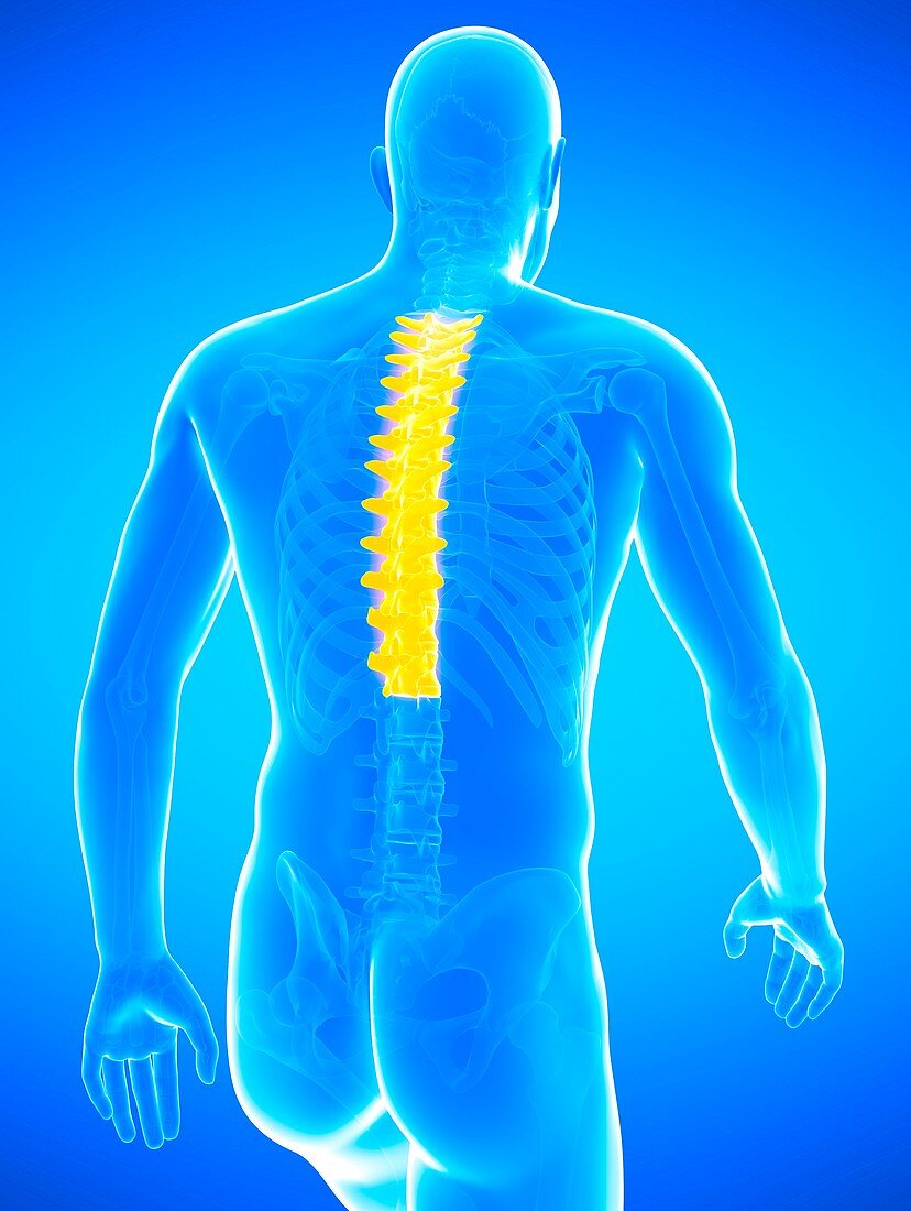 Human thoracic spine, illustration