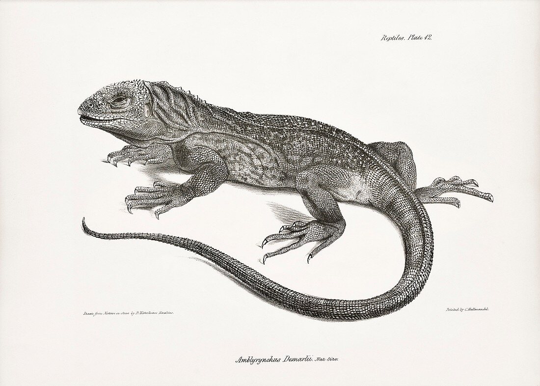 Galapagos land iguana, 19th century
