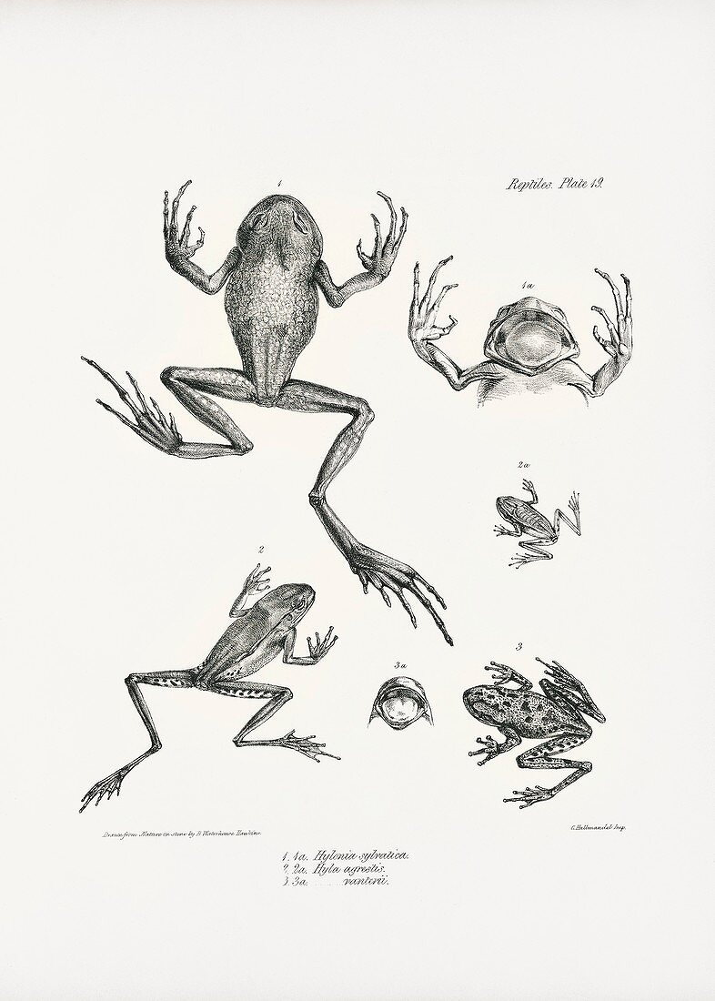 South American tree frogs, 19th century