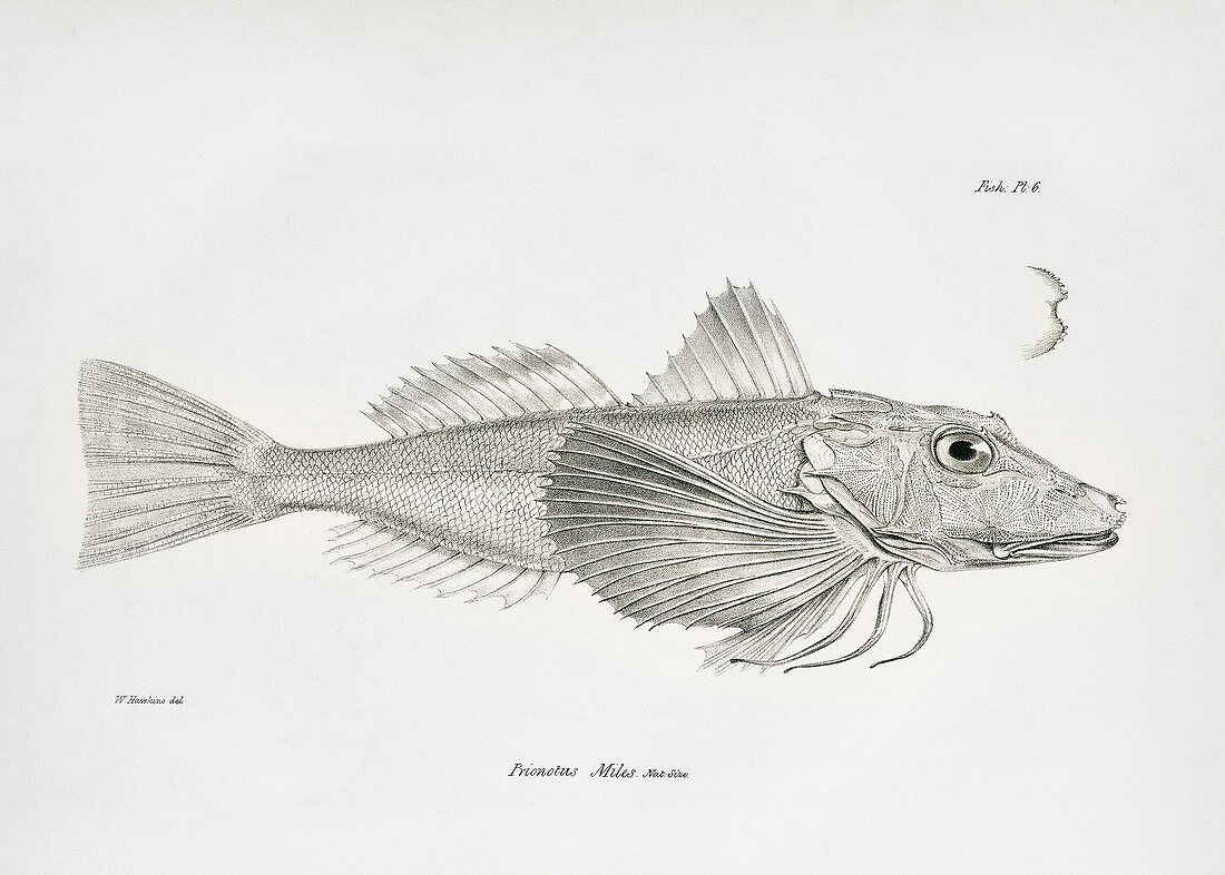 Galapagos gurnard, 19th century