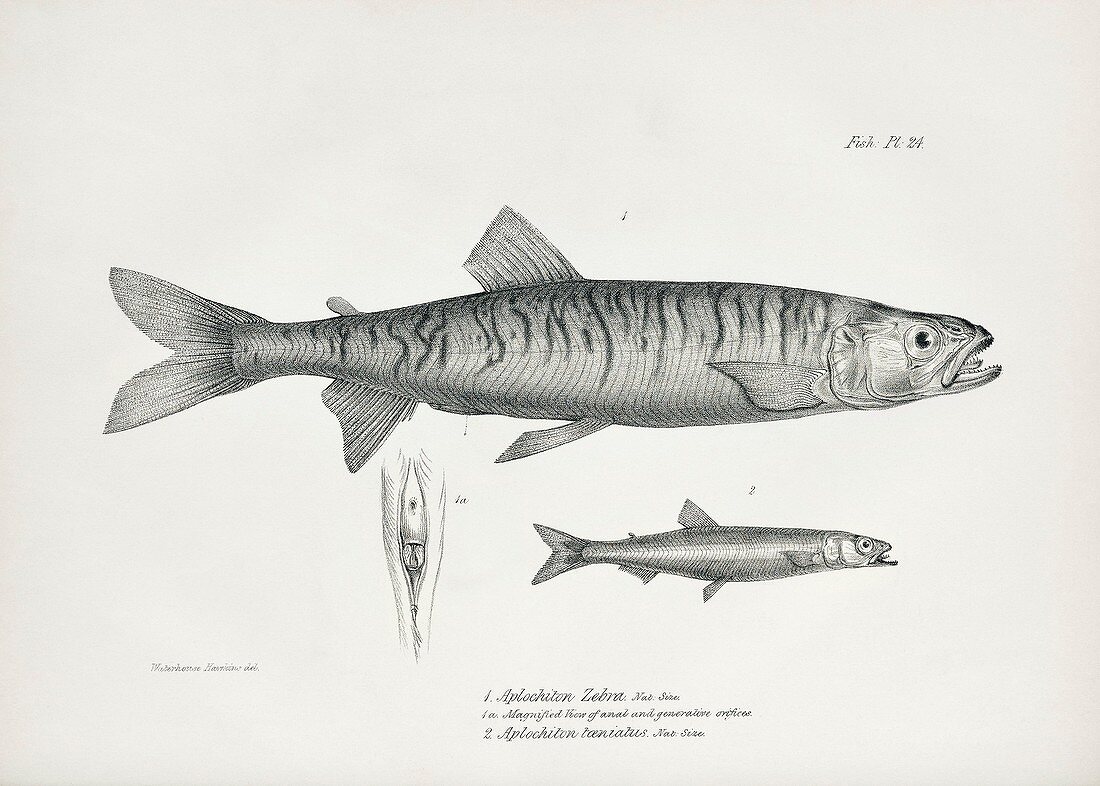Aplochiton freshwater fish, 19th century