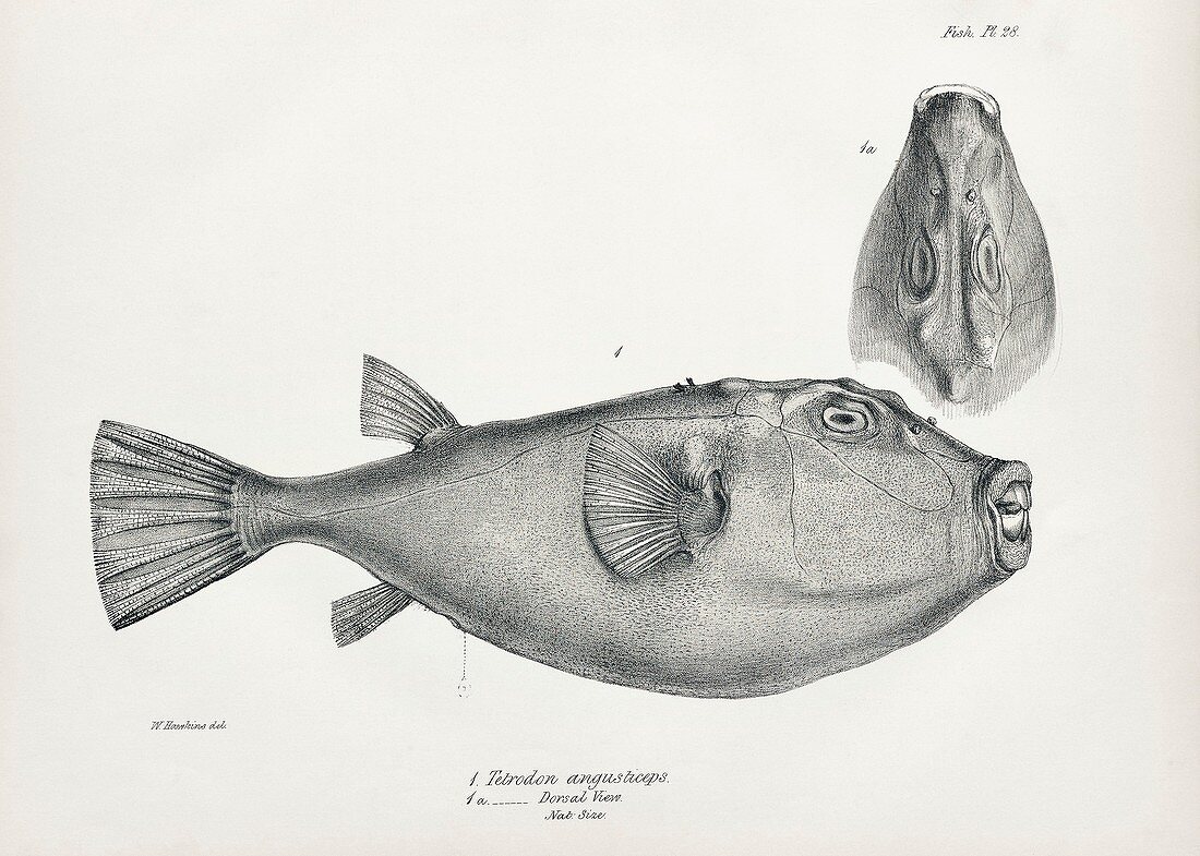 Narrow-headed pufferfish, 19th century