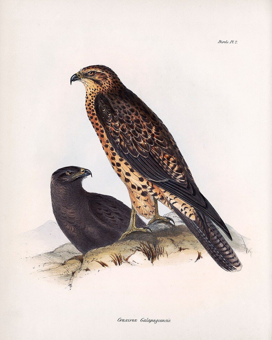 Galapagos hawk, 19th century