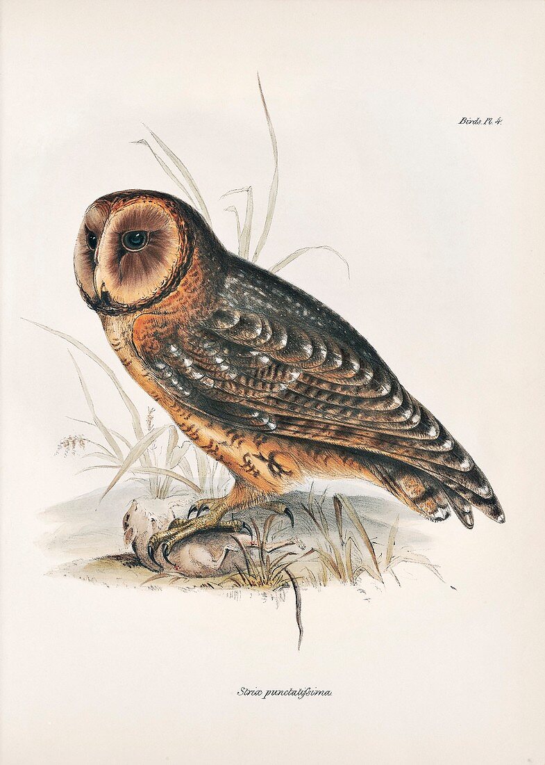 Galapagos barn owl, 19th century