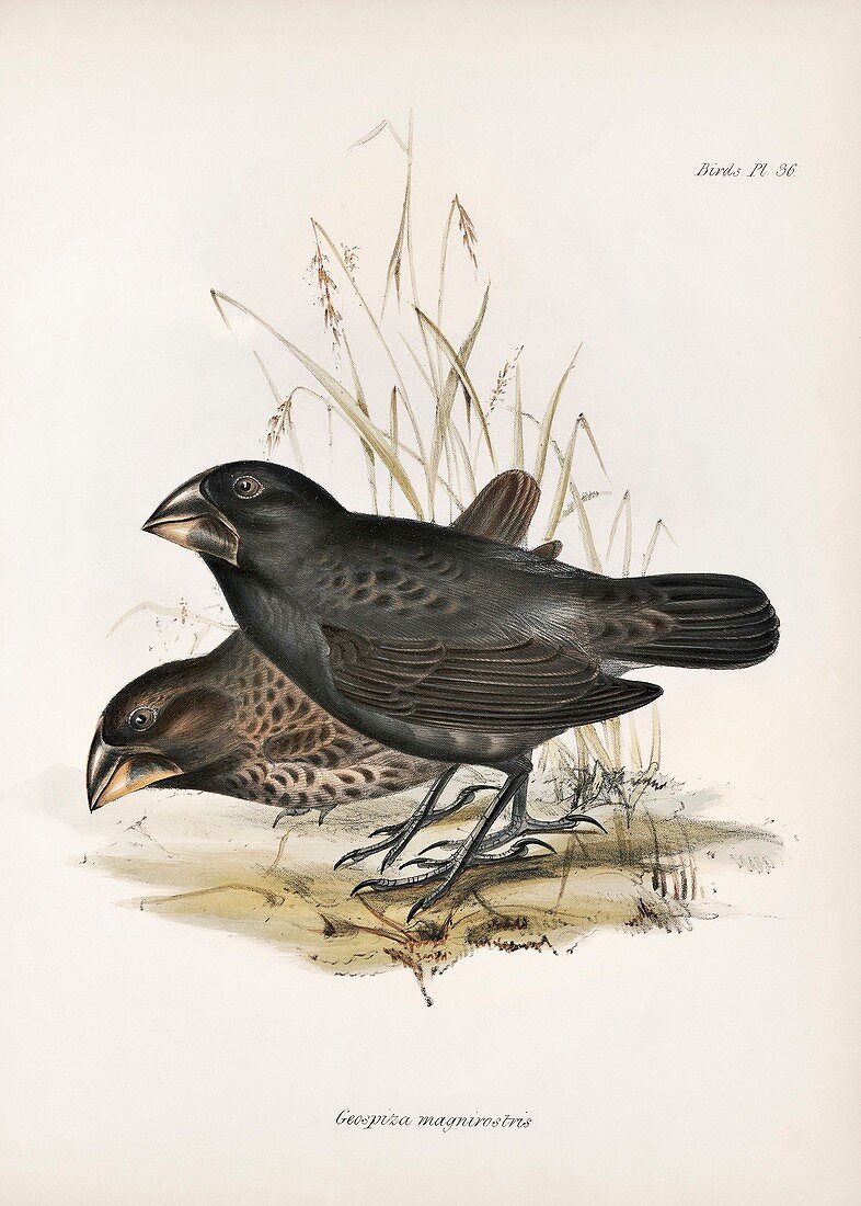 Large ground finch, 19th century
