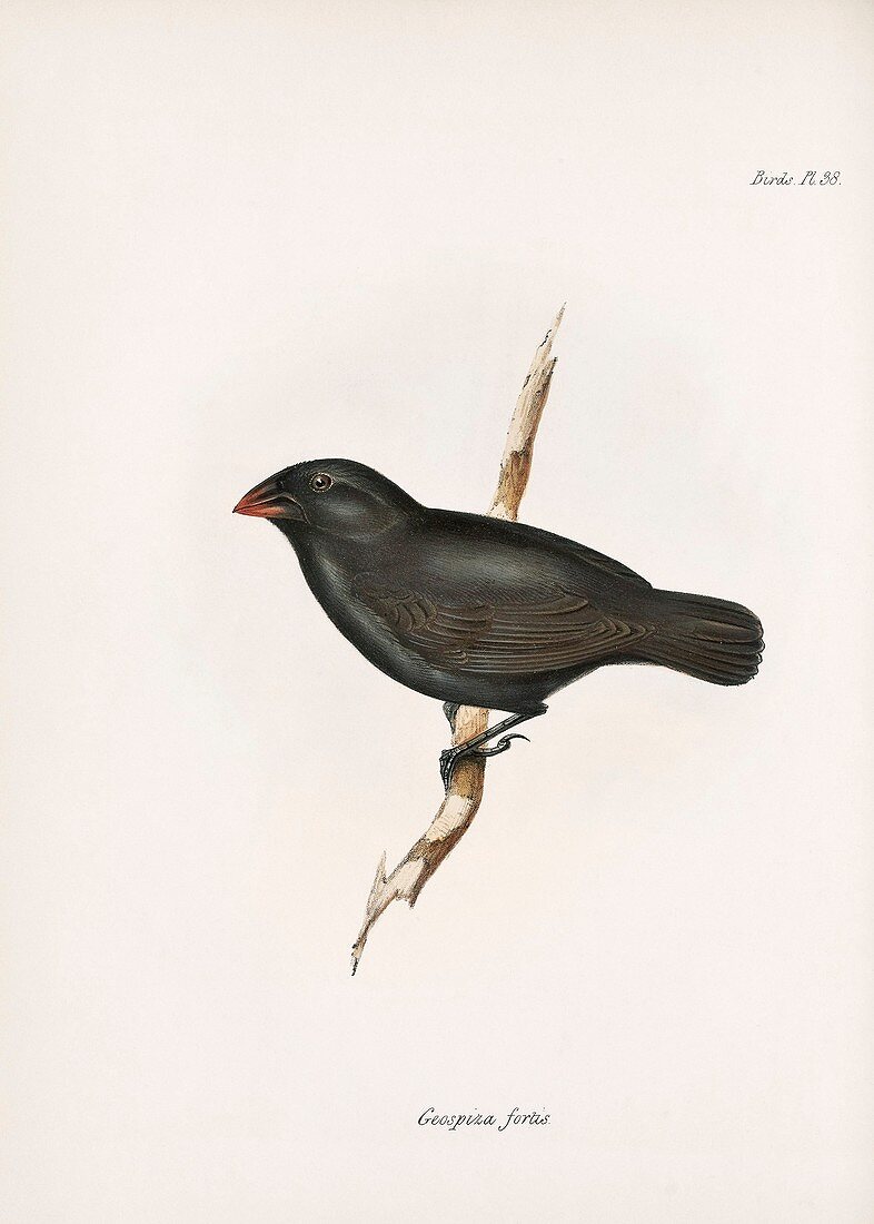 Medium ground finch, 19th century