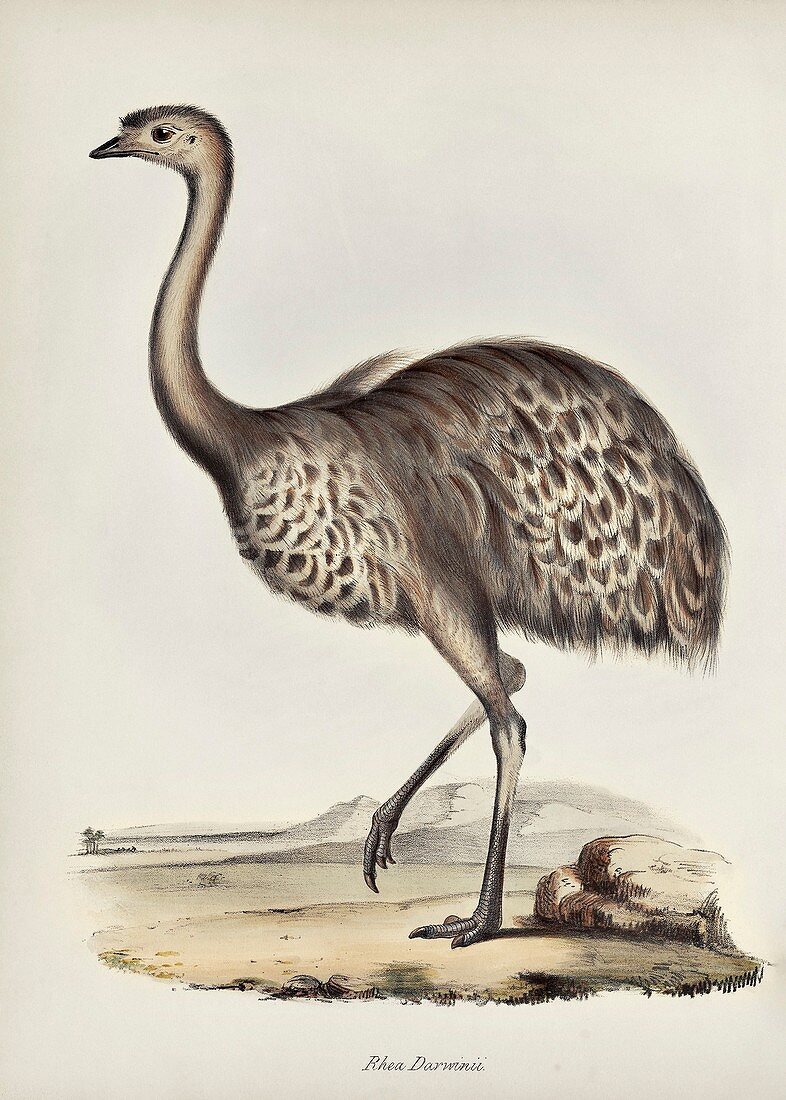 Darwin's rhea, 19th century