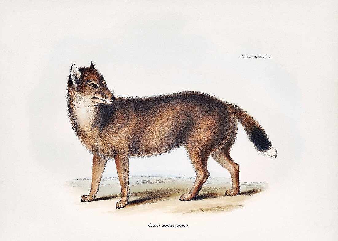 Falkland Islands wolf, 19th century