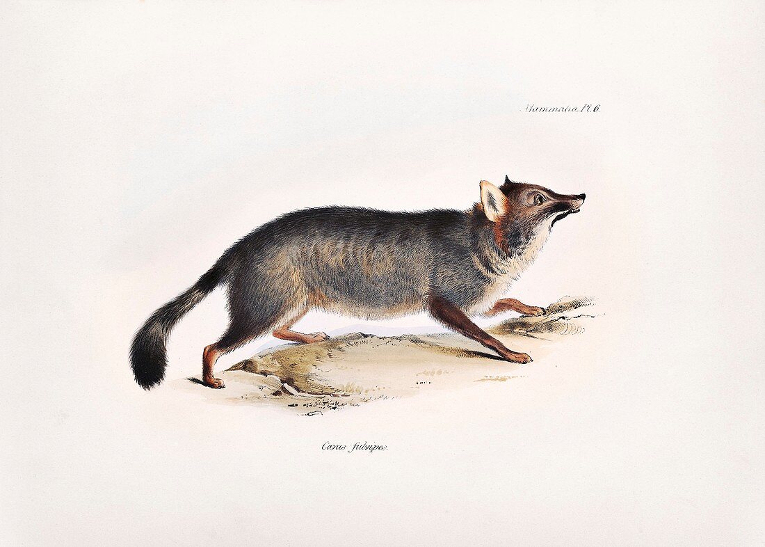 Darwin's fox, 19th century