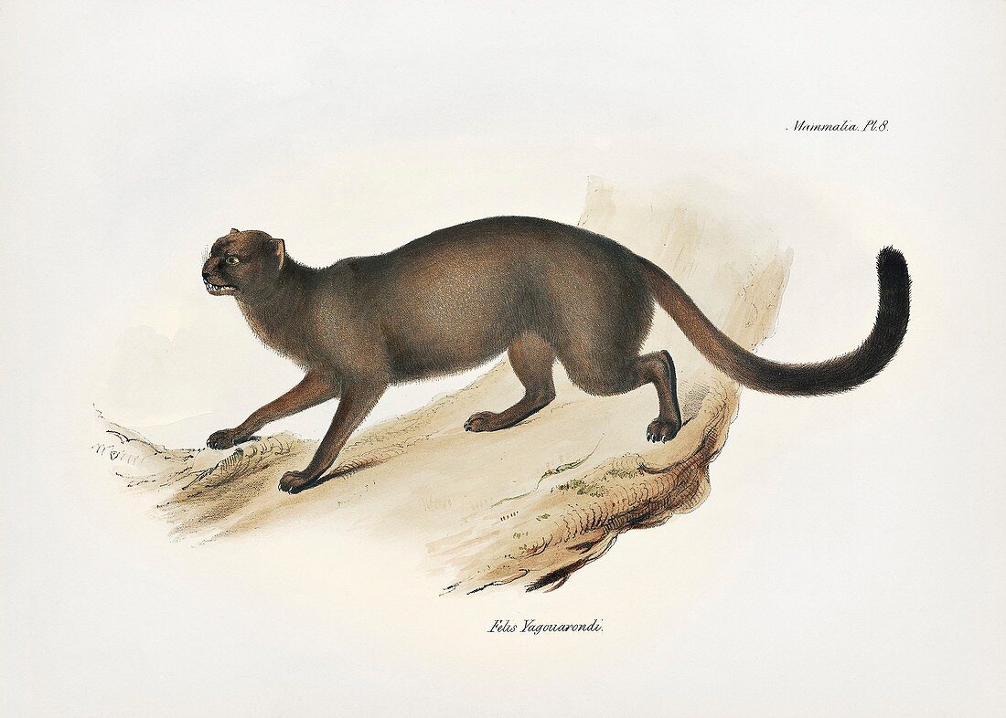 Jaguarundi, 19th century