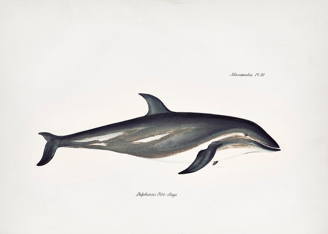 Dusky dolphin, 19th century