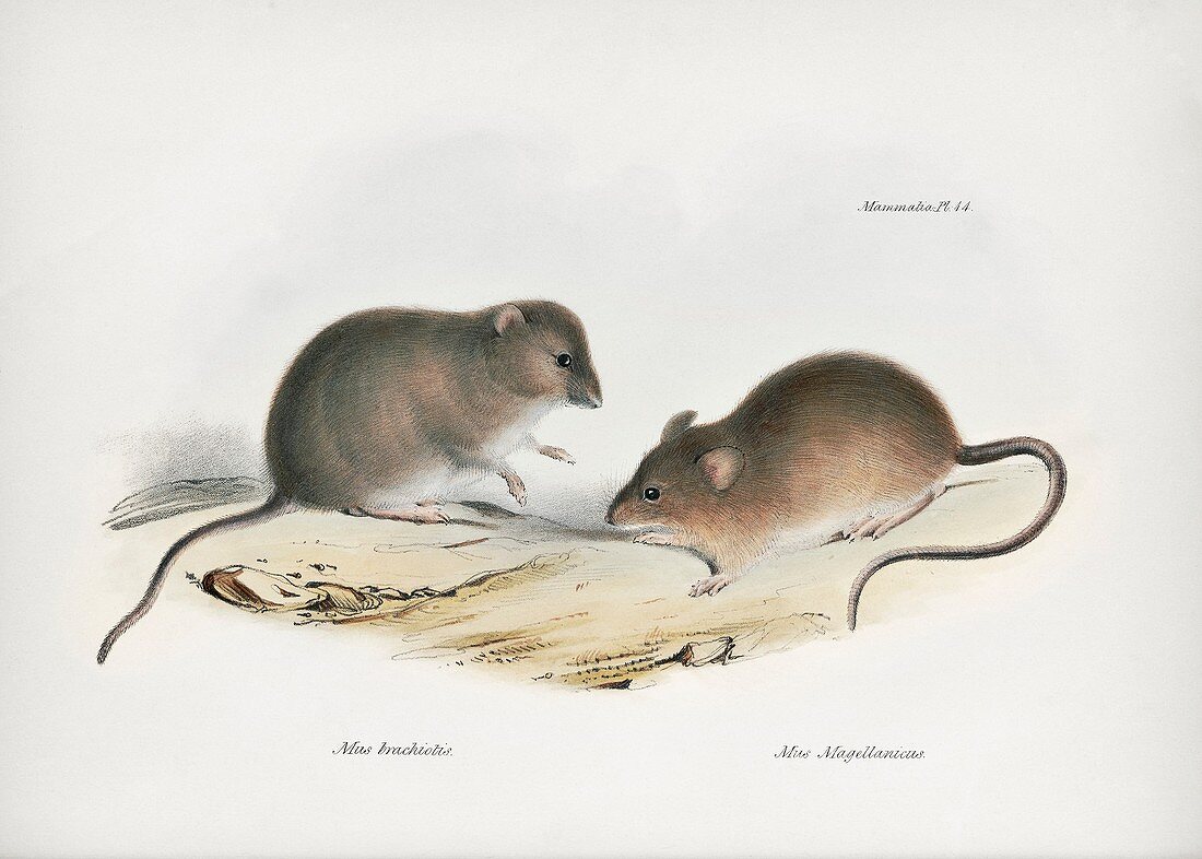 South American rodents, 19th century