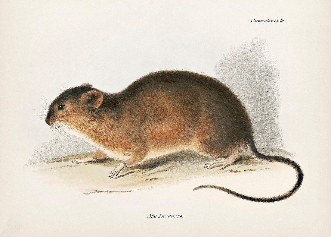 Brazilian marsh rat, 19th century