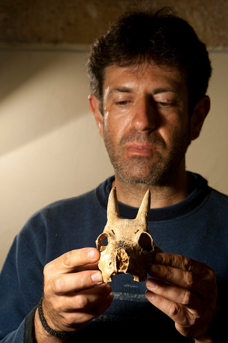 Archaeologist with Balearic Islands cave goat skull