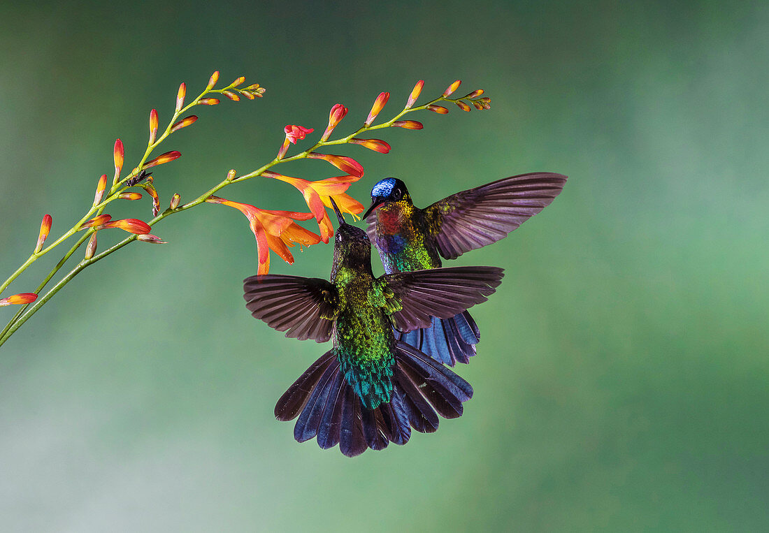 Fiery-throated hummingbirds feeding from flowers