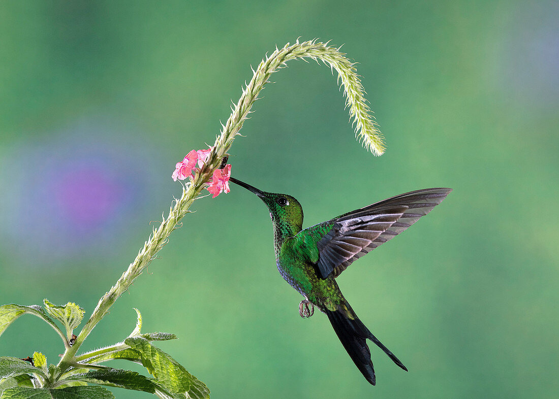 Green-crowned brilliant hummingbird feeding from a flower