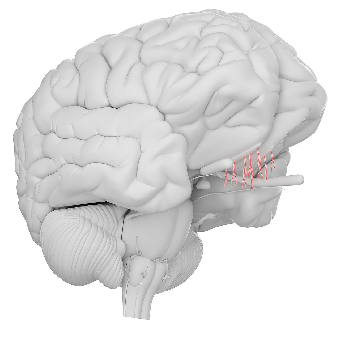 Human brain olfactory nerve, illustration