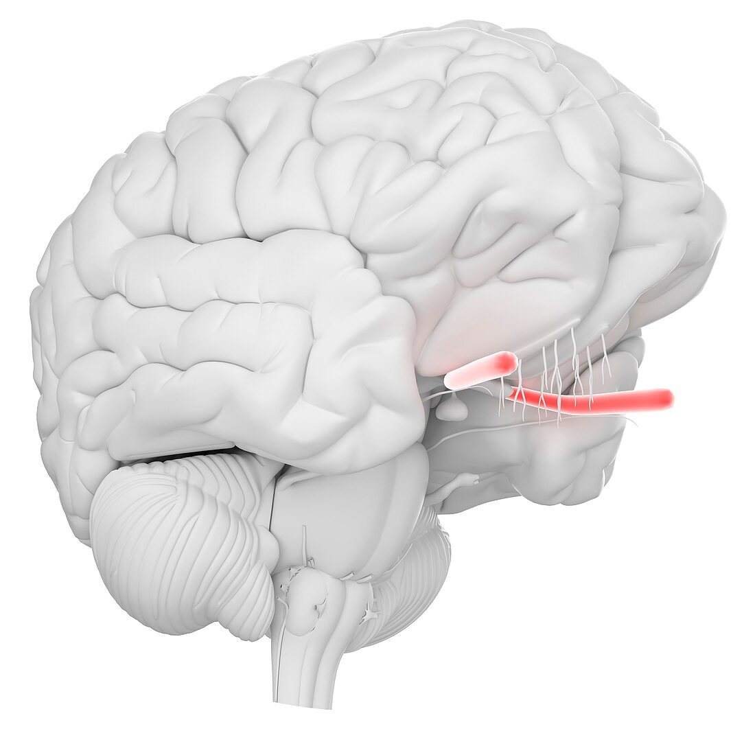 Human brain optic nerve, illustration