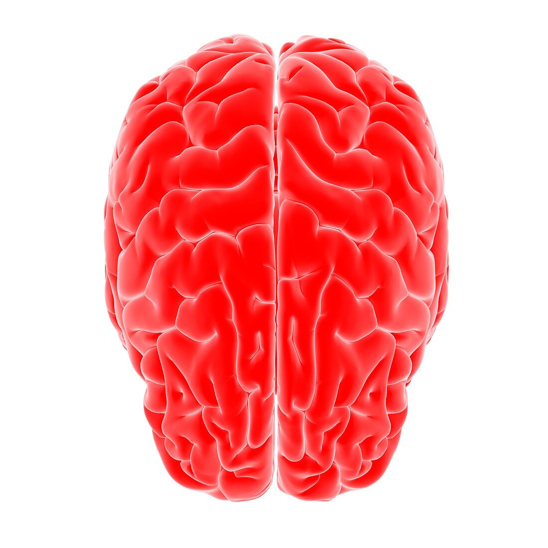 Human brain, illustration