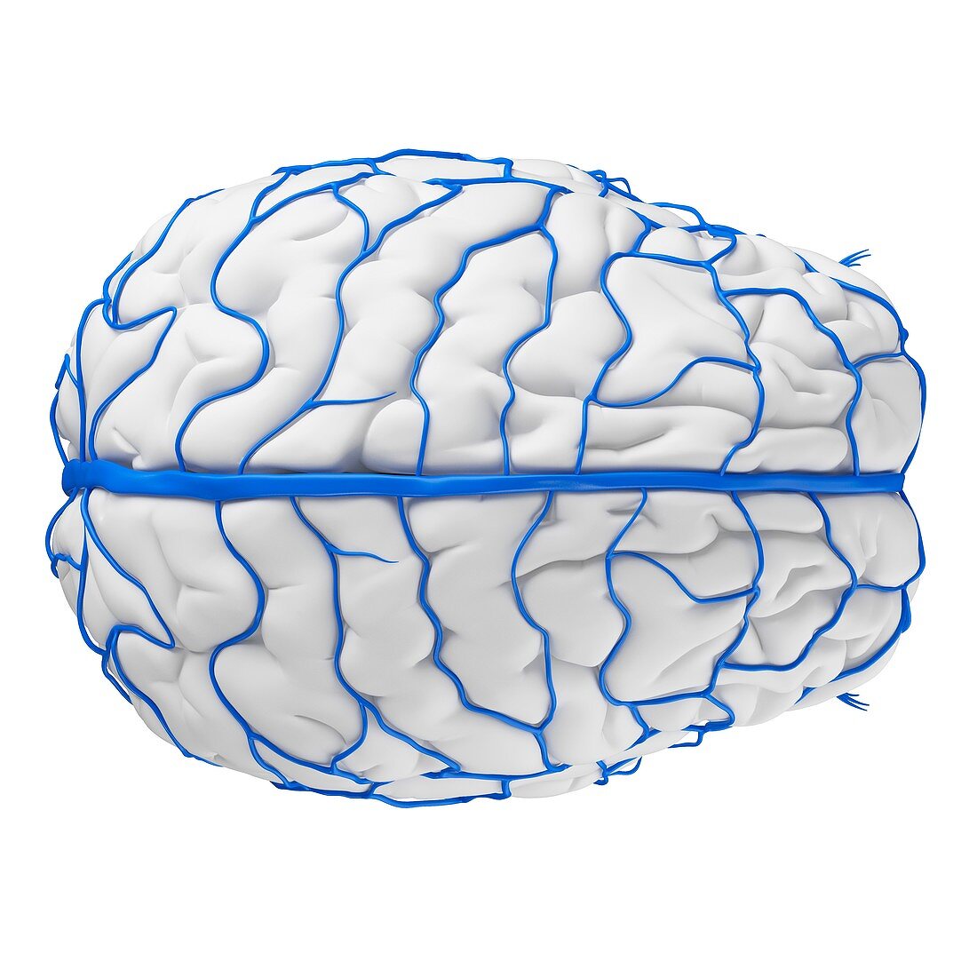 Human brain veins, illustration