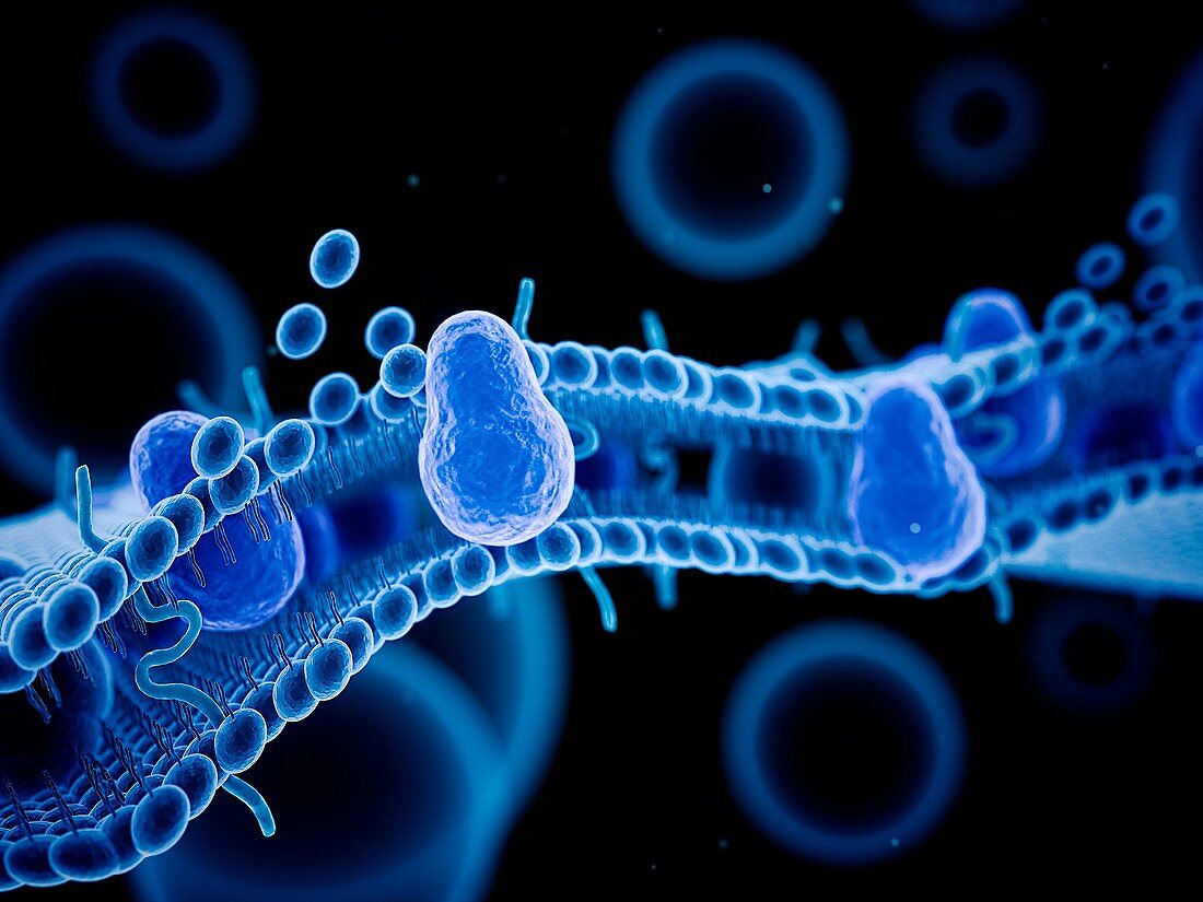 Human cell membrane, illustration