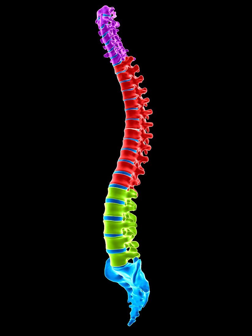 Human spinal sections, illustration
