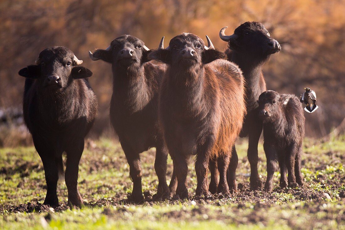 Herd of wild water buffaloes