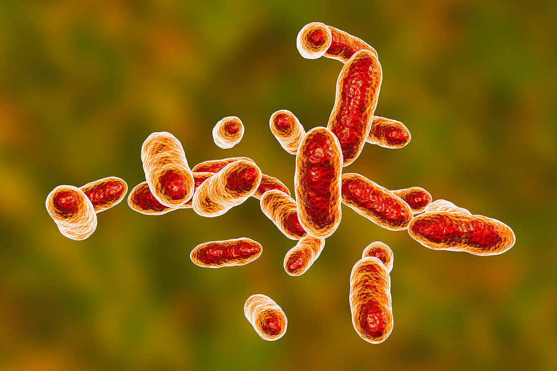 Tannerella forsythia bacteria, illustration