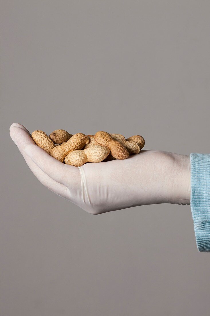 Person holding monkey nuts