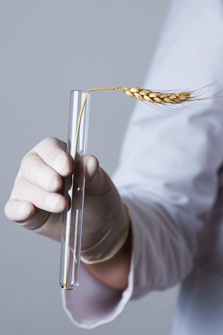 Person holding test tube with ear of wheat