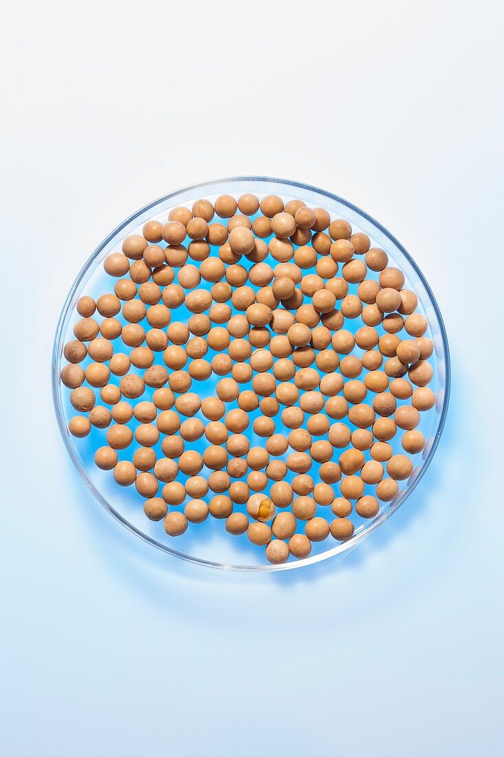 Soy beans in petri dish