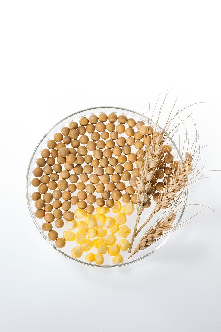Soy beans, wheat and corn in petri dish