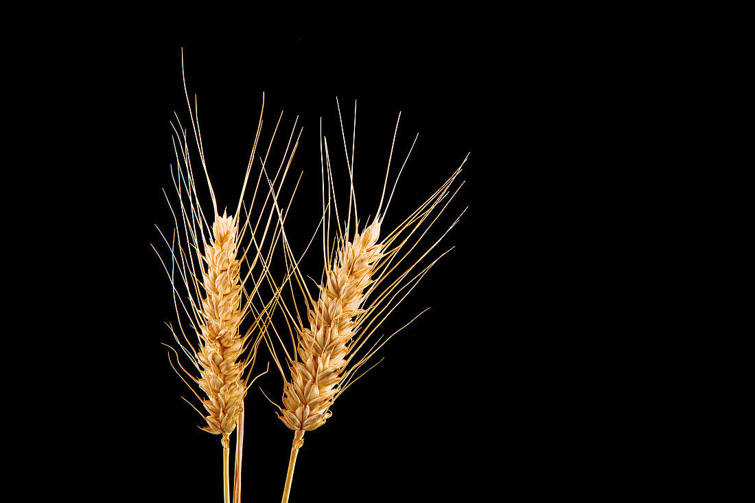 Ears of wheat