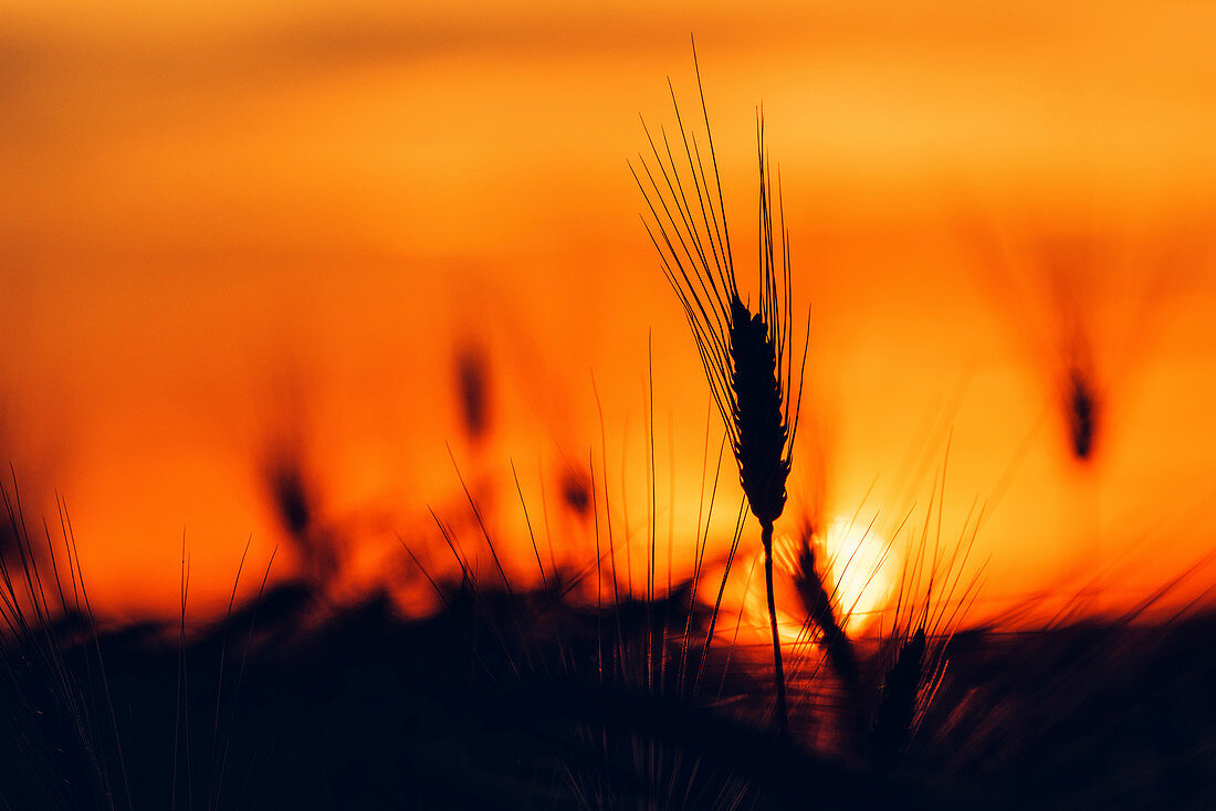 Silhouette of wheat field at sunset