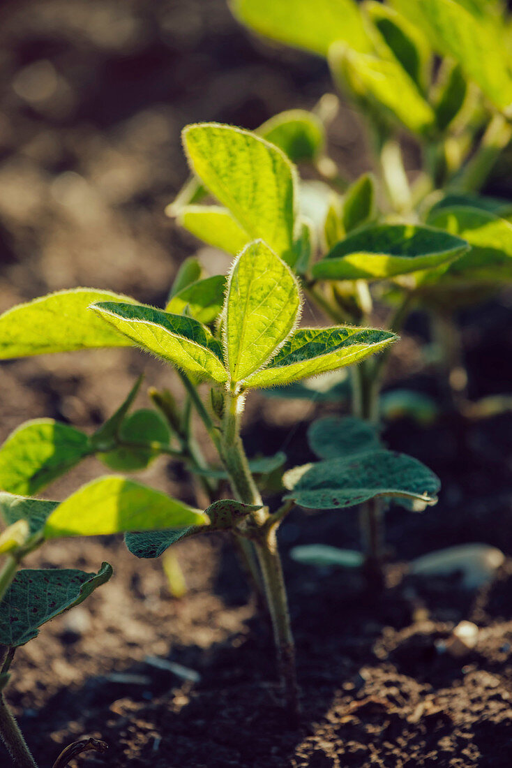 Young soybean plants growing in cultivated field