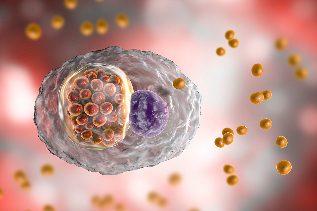 Chlamydia psittaci bacteria, illustration