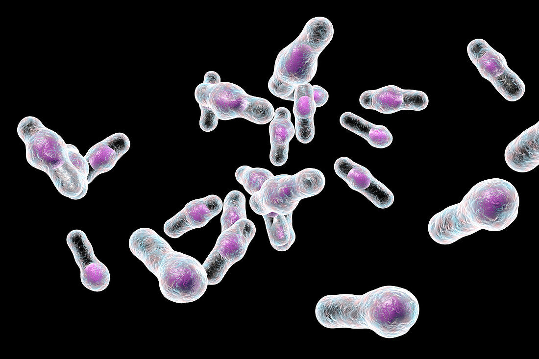 Clostridium bacteria, illustration
