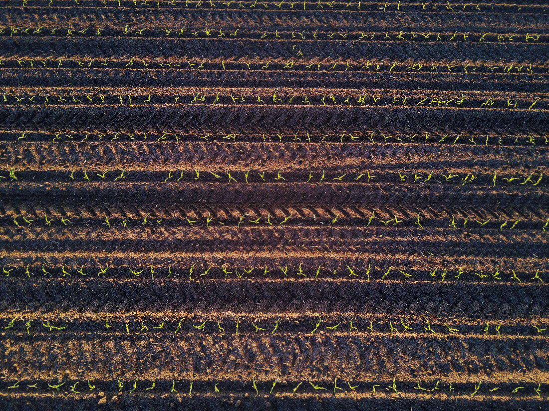 Aerial view of corn field